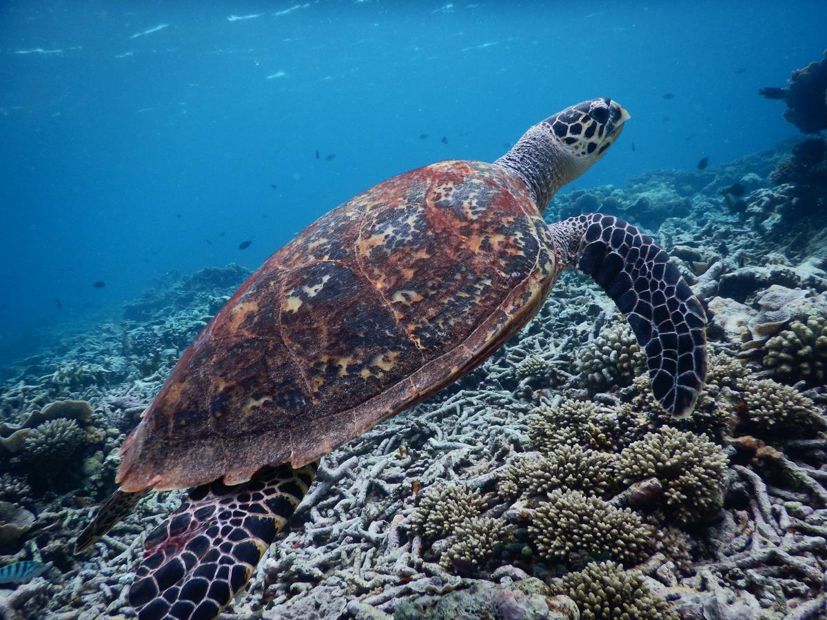 מלון אדו אטול Equa Reef Maldives מראה חיצוני תמונה