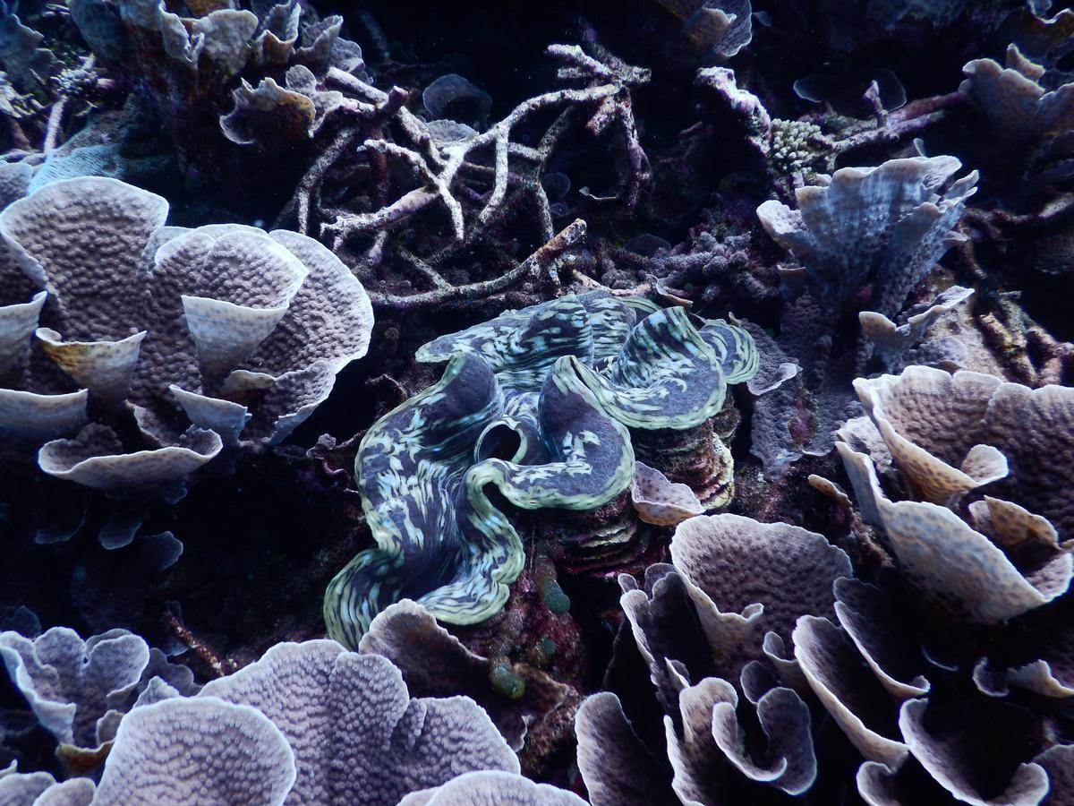 מלון אדו אטול Equa Reef Maldives מראה חיצוני תמונה