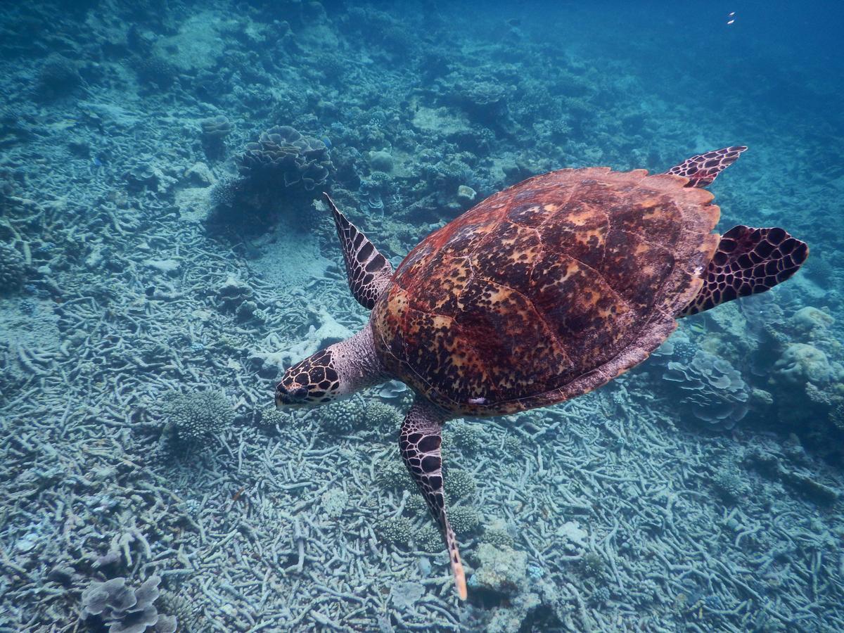 מלון אדו אטול Equa Reef Maldives מראה חיצוני תמונה