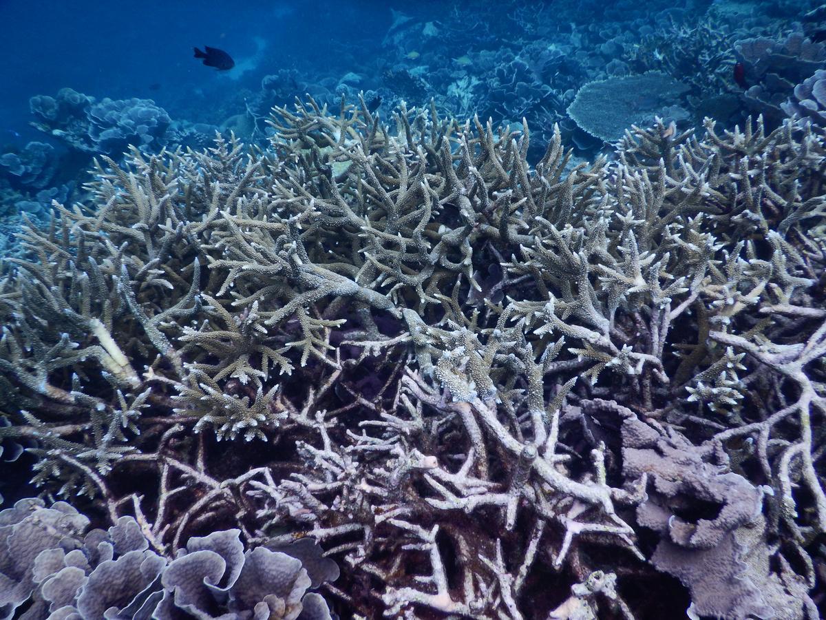 מלון אדו אטול Equa Reef Maldives מראה חיצוני תמונה