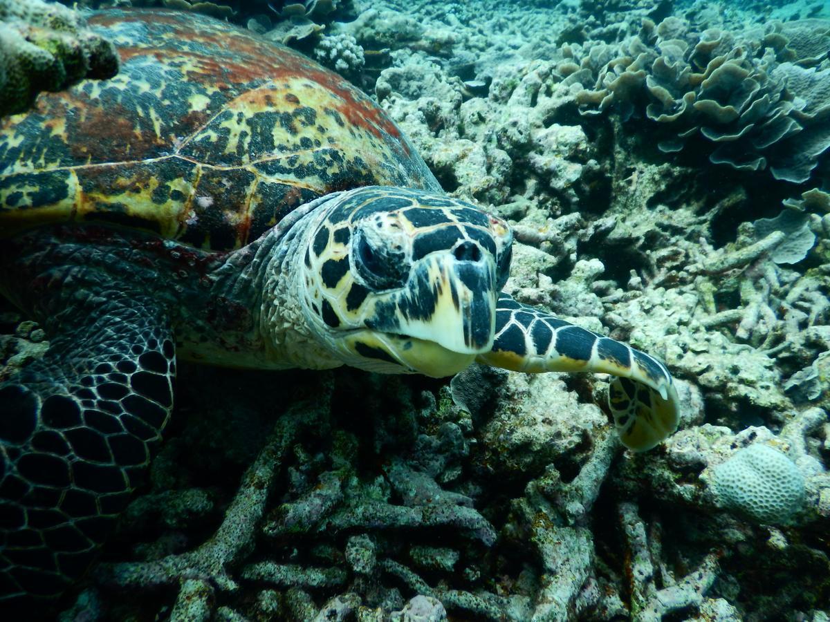 מלון אדו אטול Equa Reef Maldives מראה חיצוני תמונה