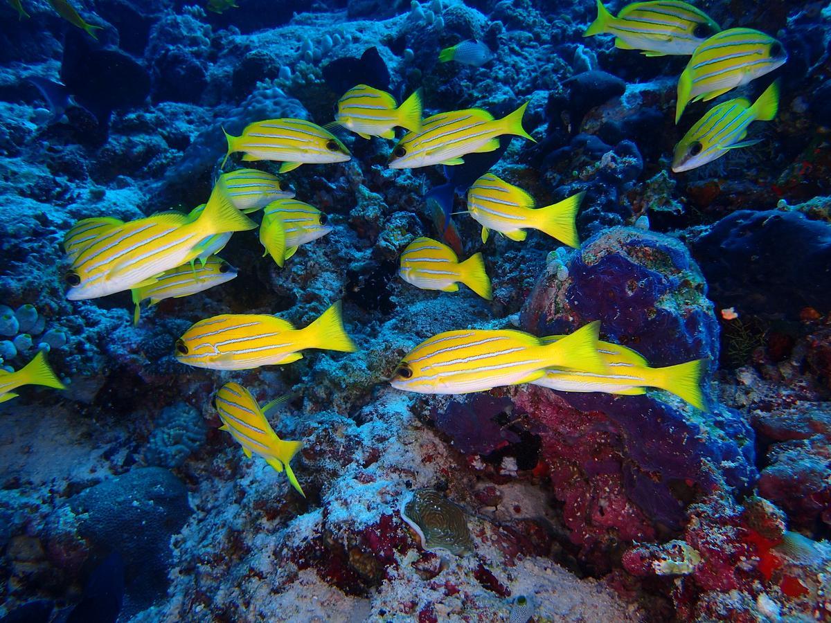 מלון אדו אטול Equa Reef Maldives מראה חיצוני תמונה