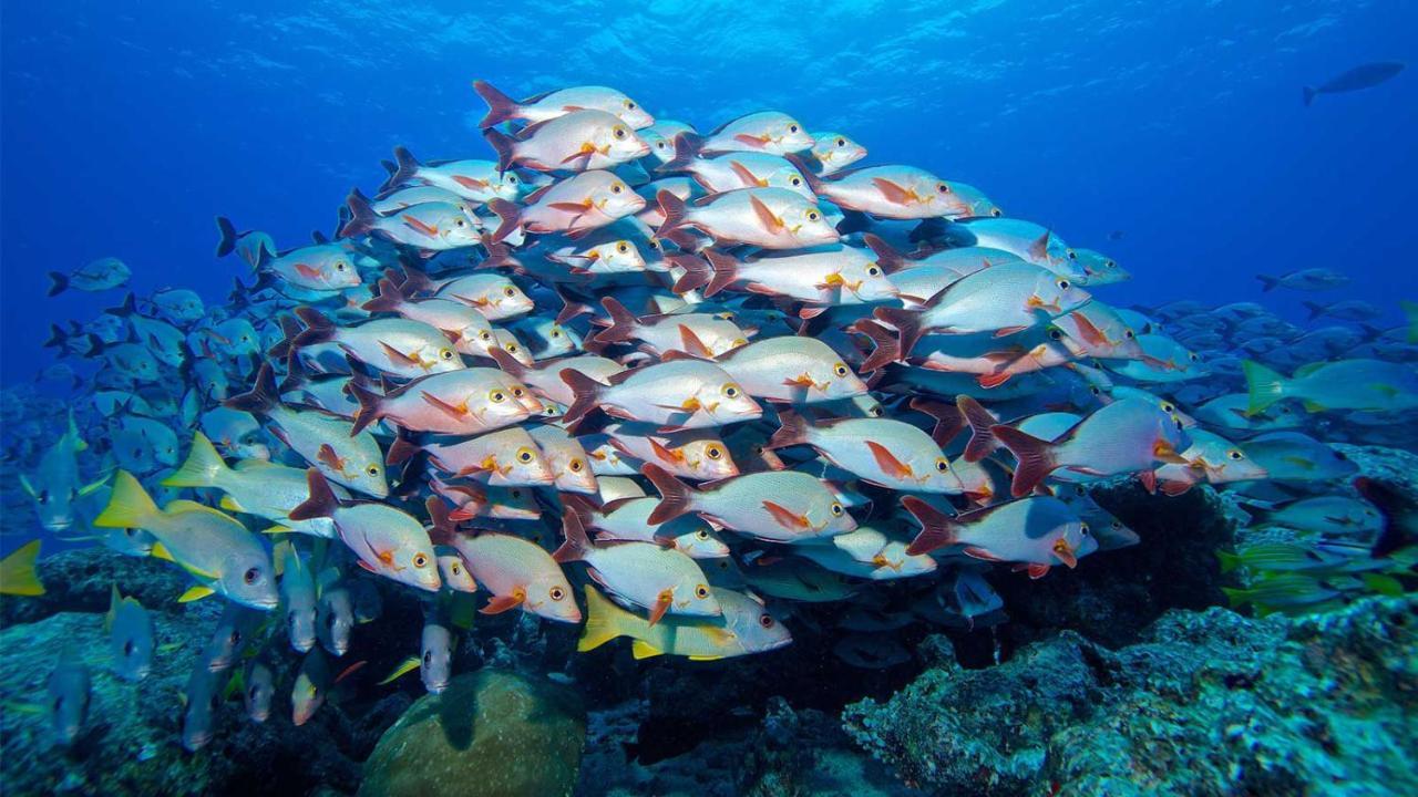 מלון אדו אטול Equa Reef Maldives מראה חיצוני תמונה