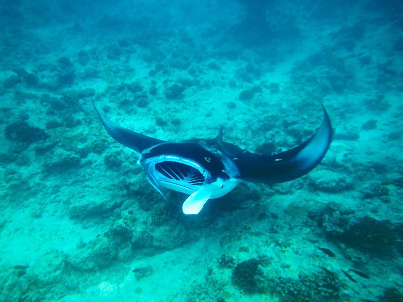מלון אדו אטול Equa Reef Maldives מראה חיצוני תמונה
